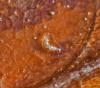 Eristalinae inconnu